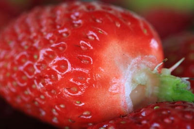 erdbeere